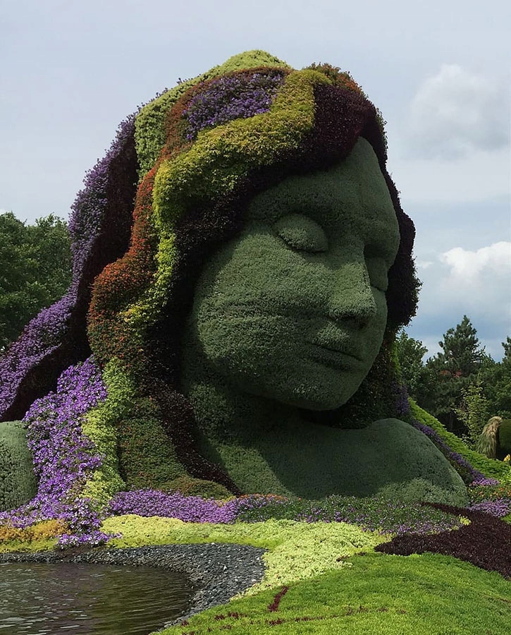 Korona graba zwyczajnego