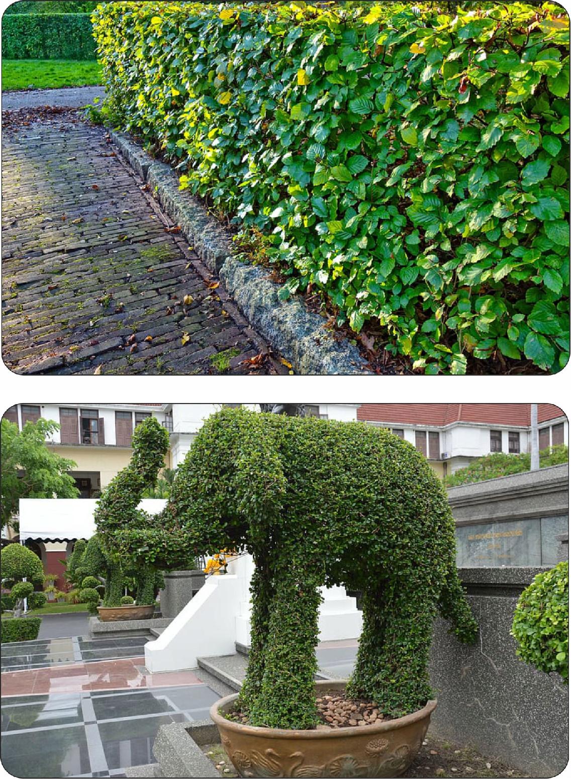 System korzeniowy graba