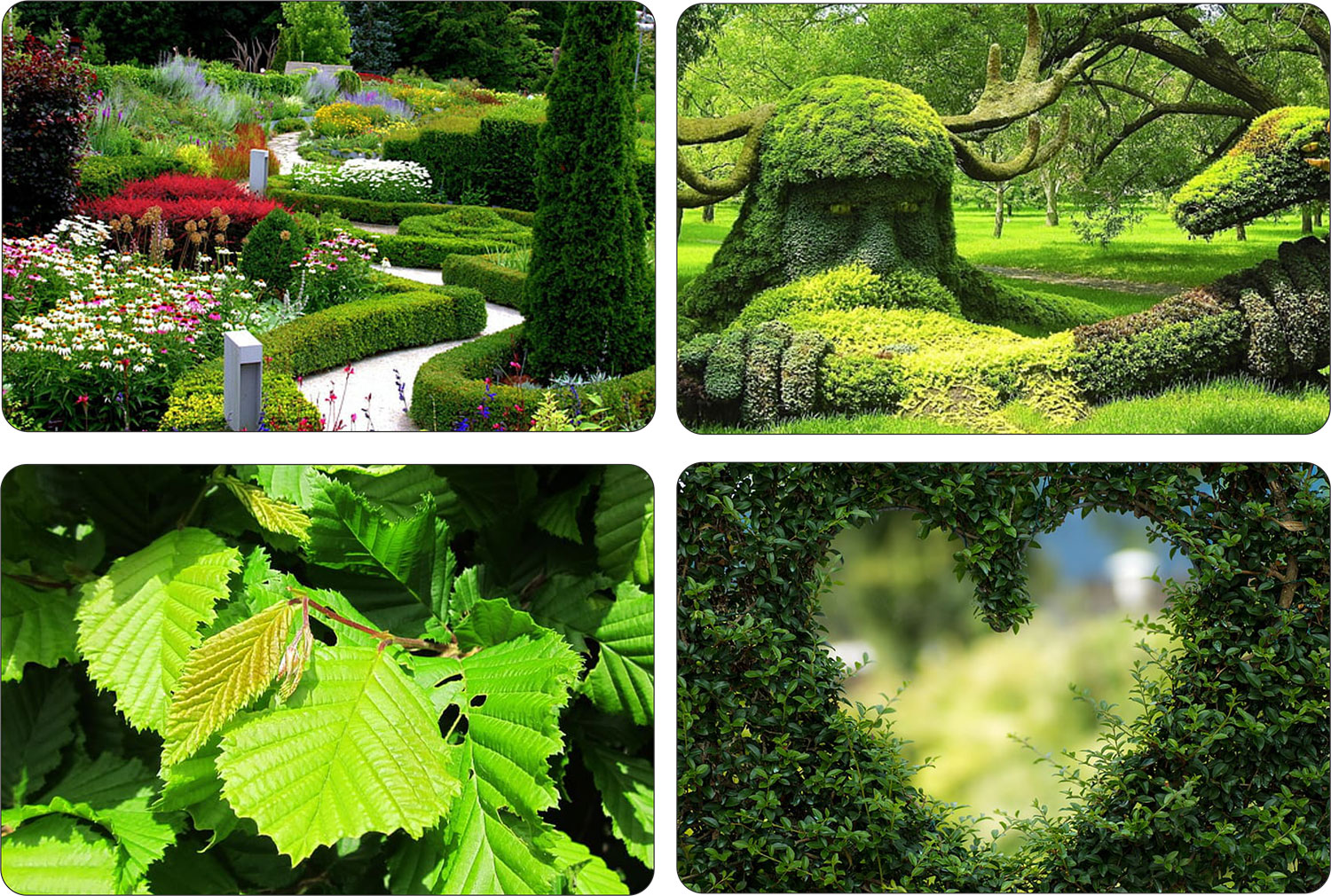 Pnie grabów w szkółce