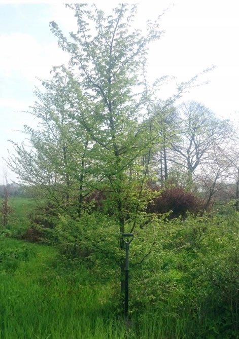 Realne zdjęcie pni graba