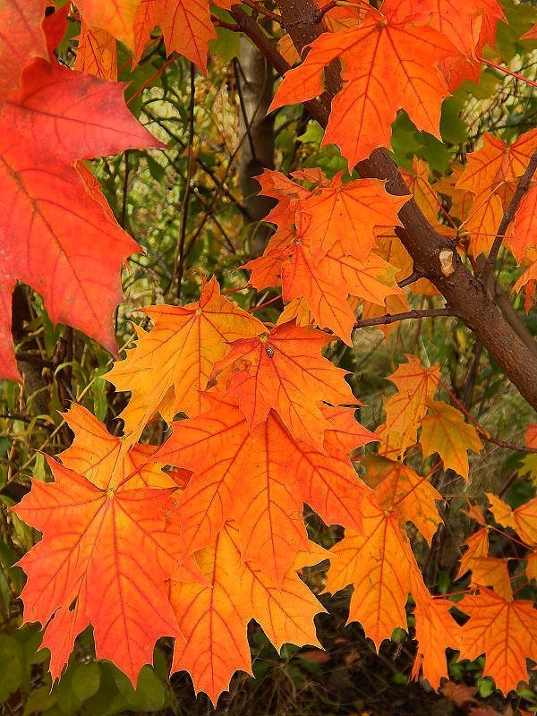 Liście klonu zwyczajnego