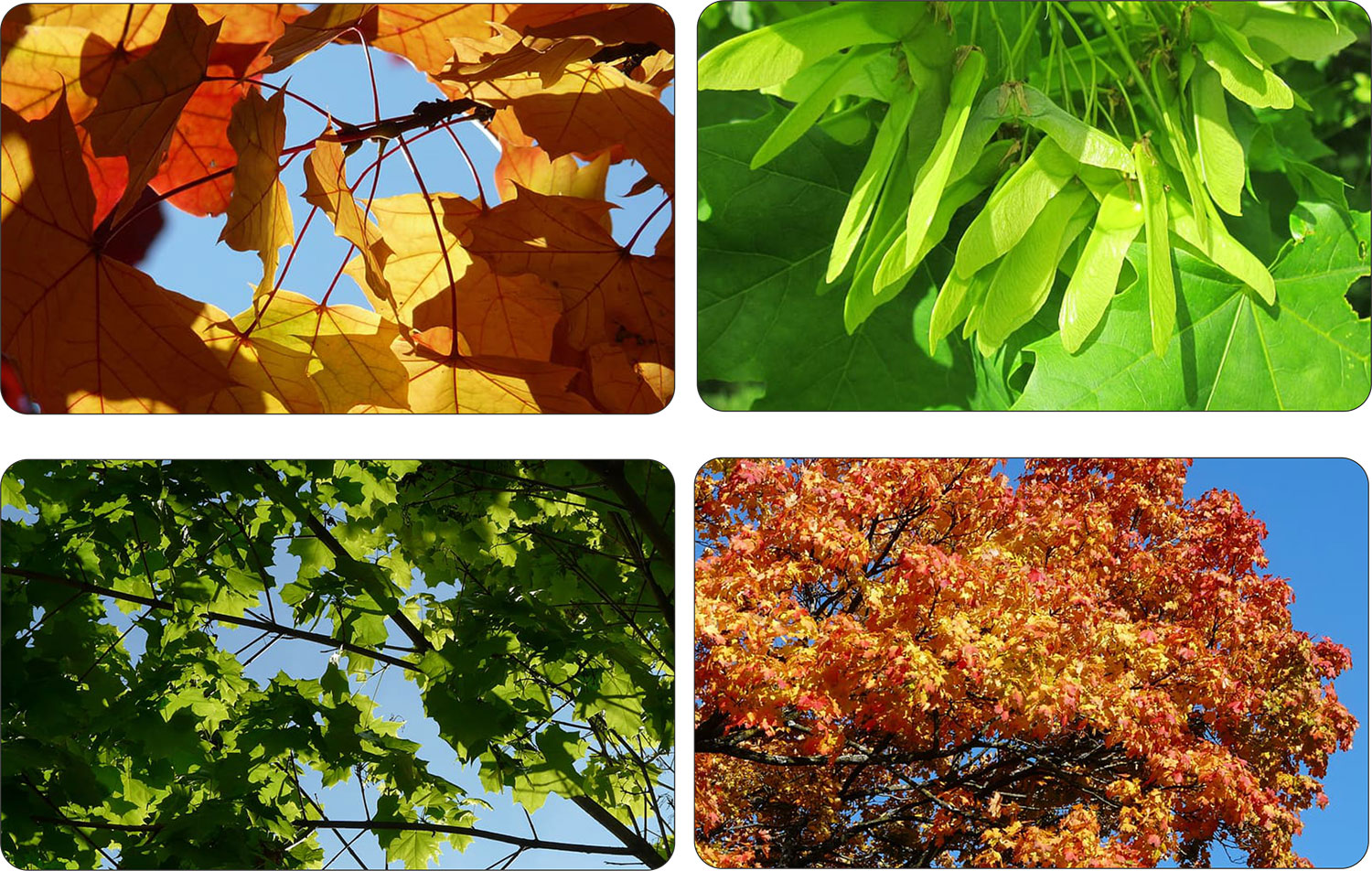 Klon Zwyczajny dorodne drzewo