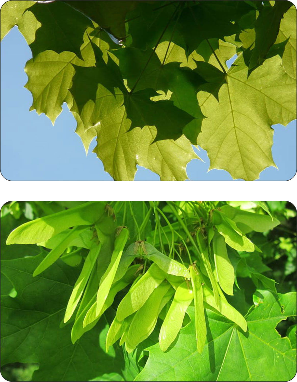 Pień klonu zwyczajnego