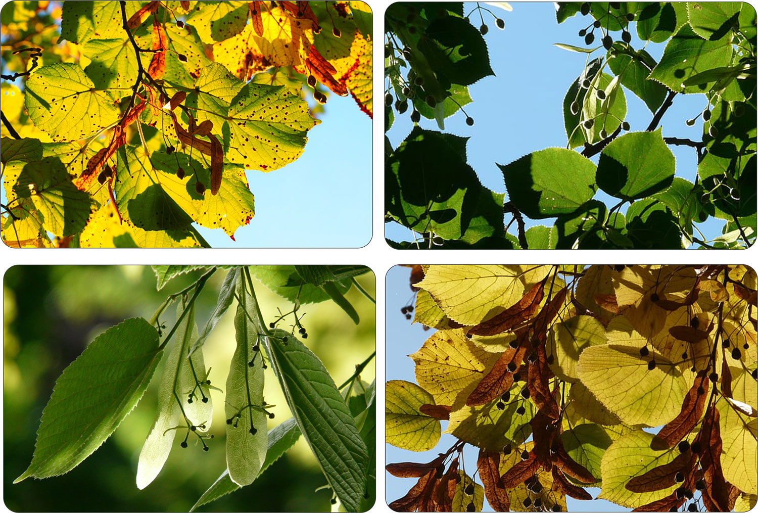 Lipa drobnolistna okazała sadzonka