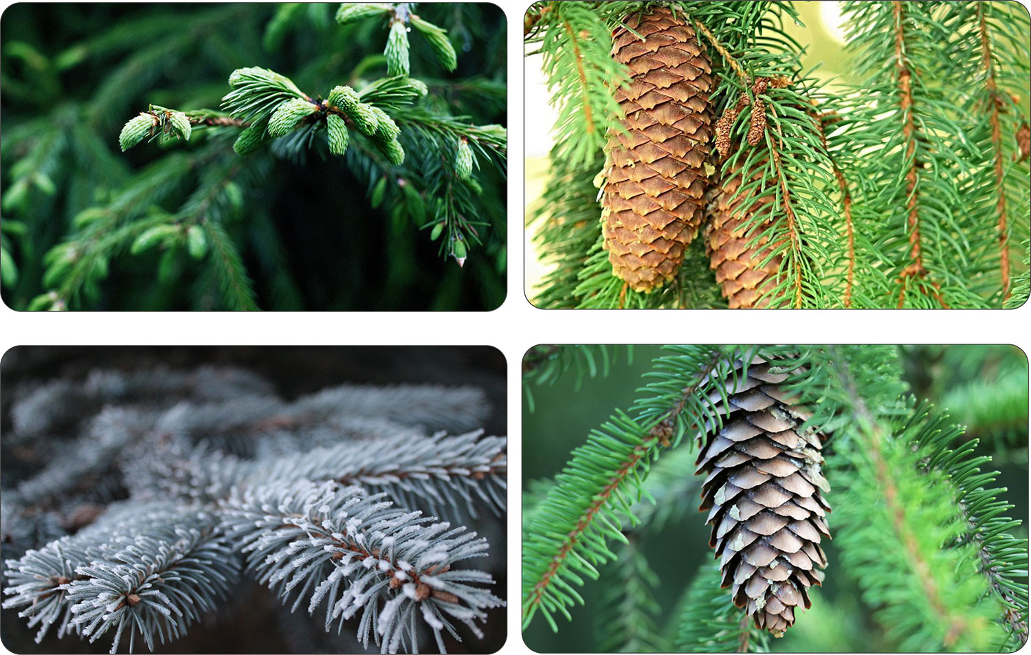 Świerk Srebrny duża sadzonka