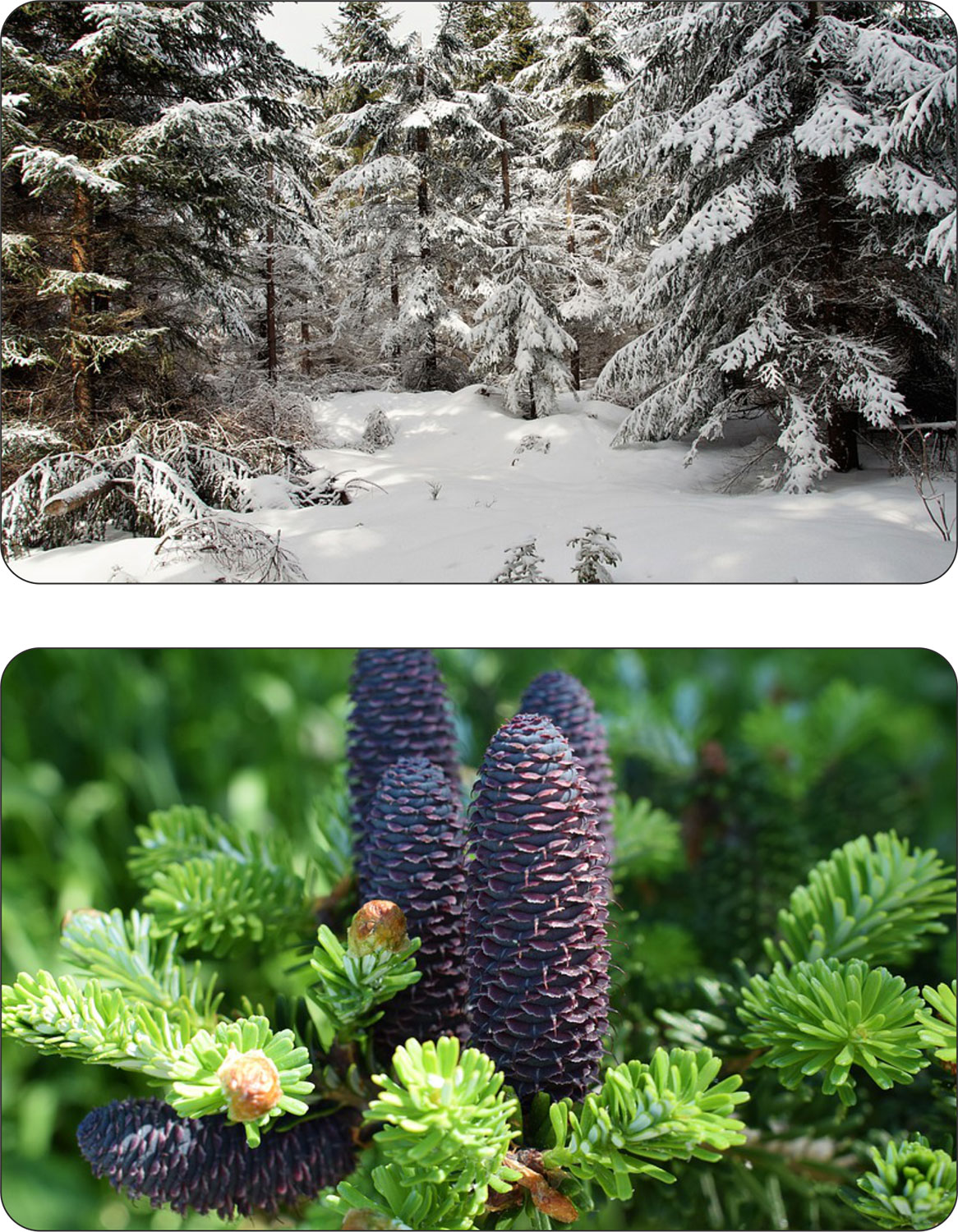 Igły świerka kłującego