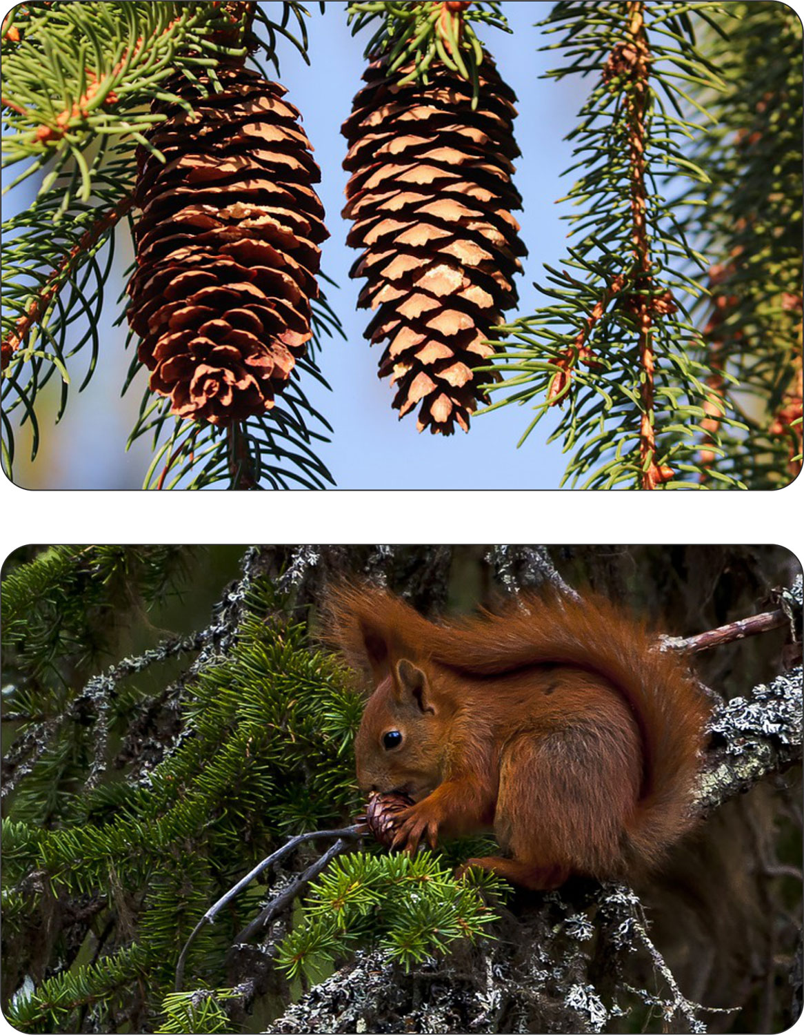 Uprawa dużego świerka