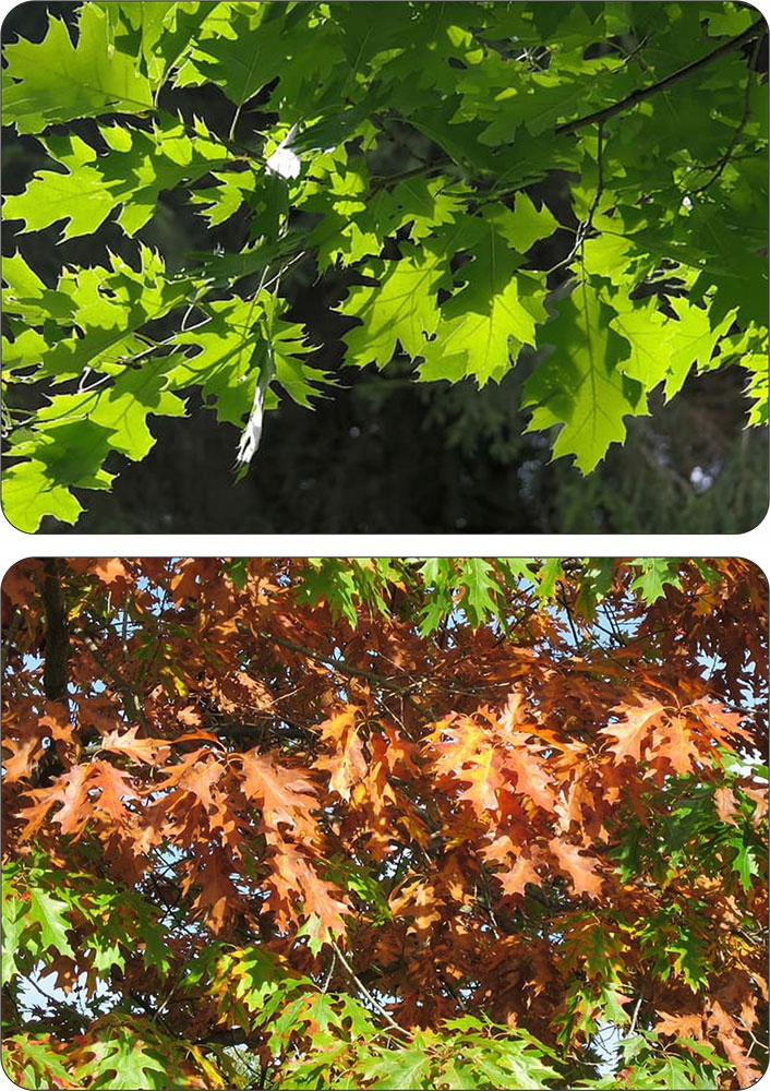 Liście Dębu Czerwonego