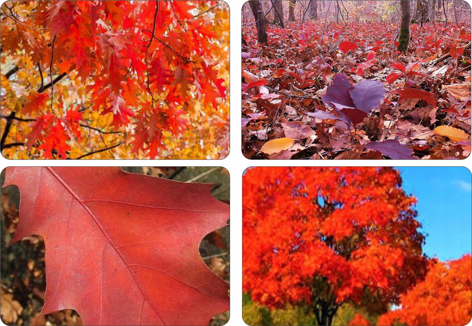 Dąb Czerwony Quercus rubra