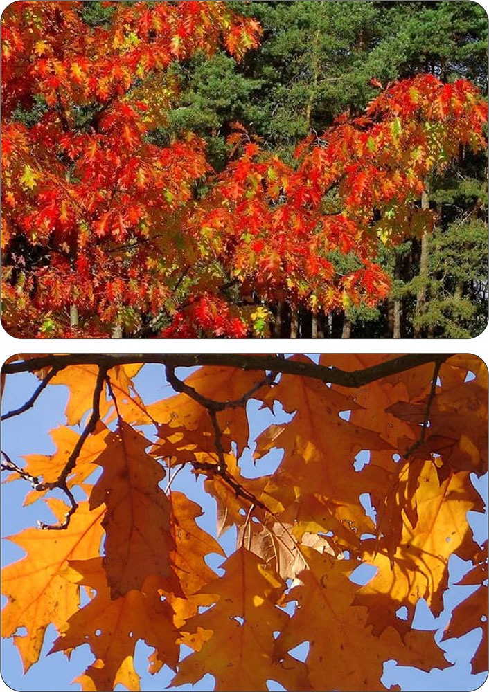 Zastosowanie Quercus rubra