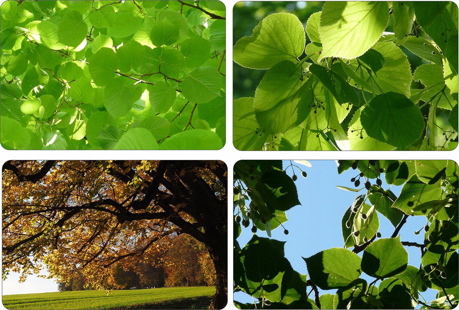 Lipa drobnolistna sadzonka 150-200 cm