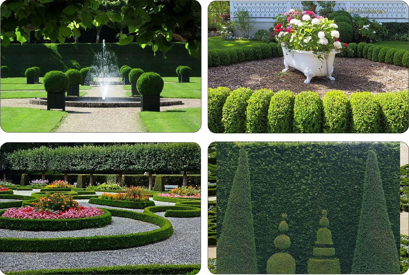 Sadzonki graba w rzędzie