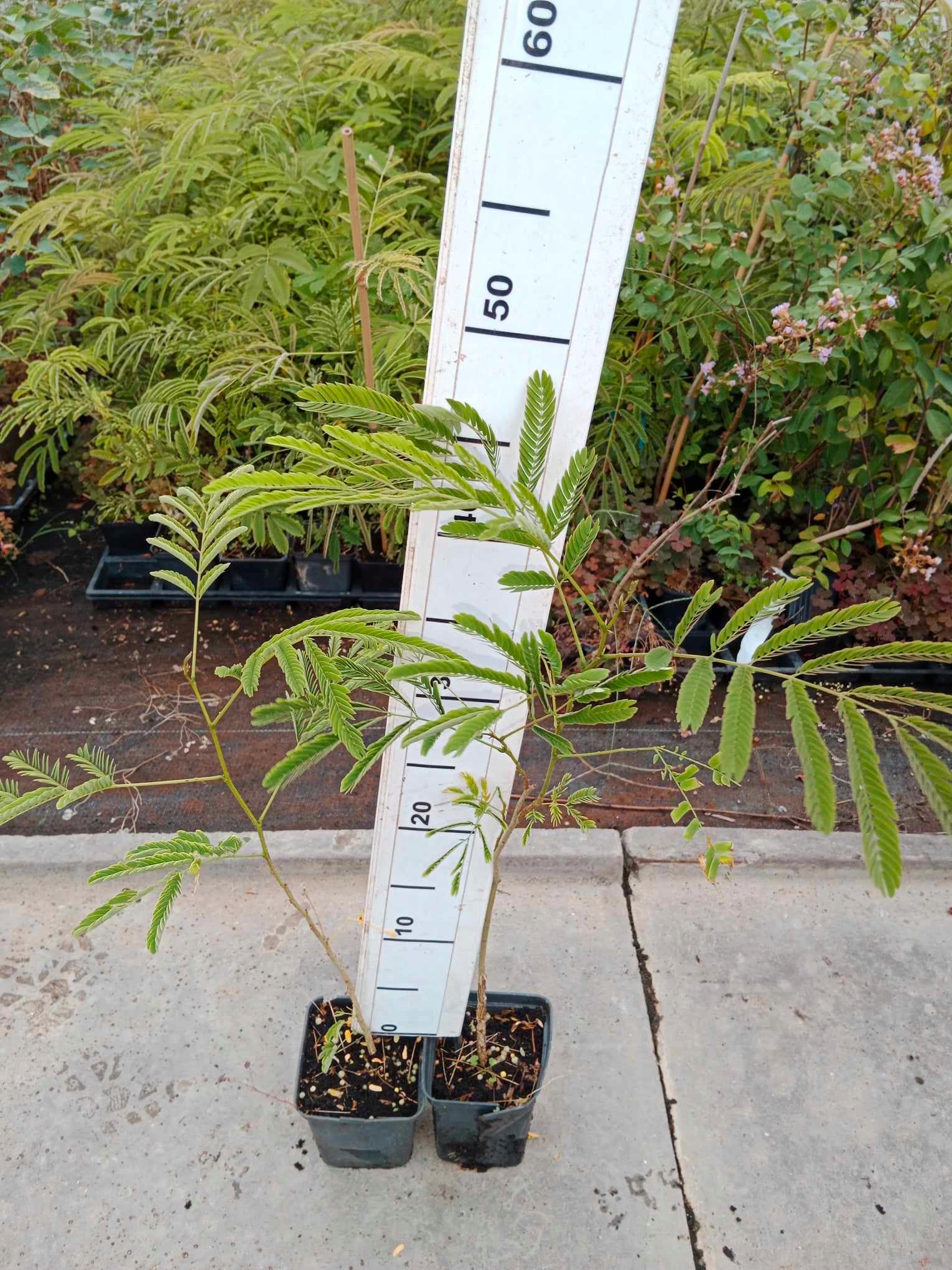 Albicja jedwabista liście