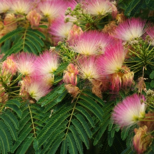 Albicja jedwabista sadzonka