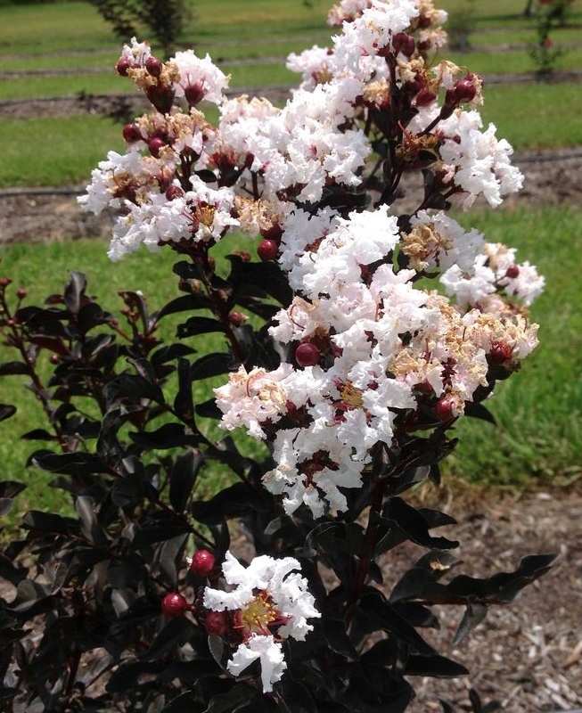 Zastosowanie Black Diamond Blush