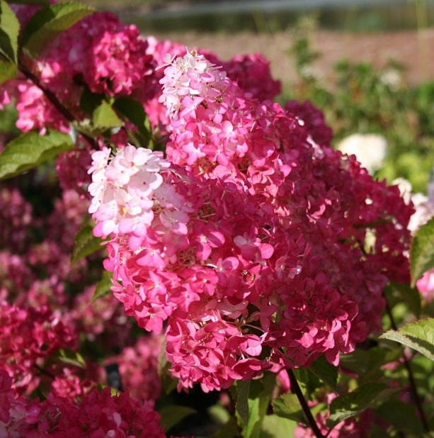 Kwiaty Hortensji Fraise Melba