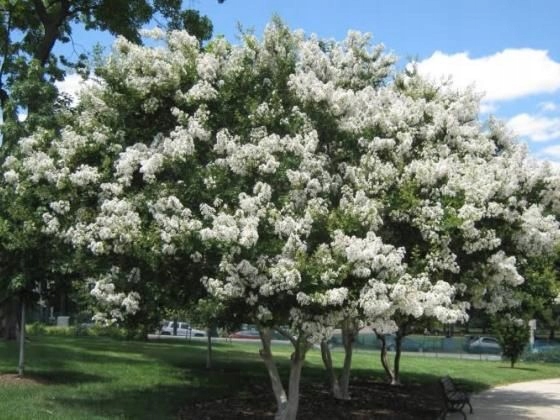 Lagerstroemia Indyjska Sarah's Favorite duża sadzonka