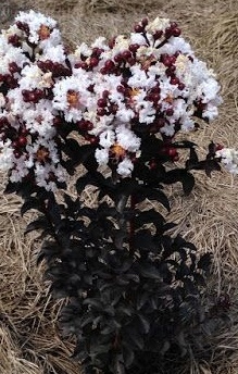 Realne zdjęcie sadzonki Black Diamond Blush