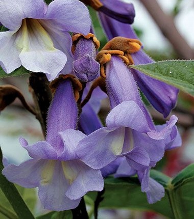 Paulownia kwiaty liliowe