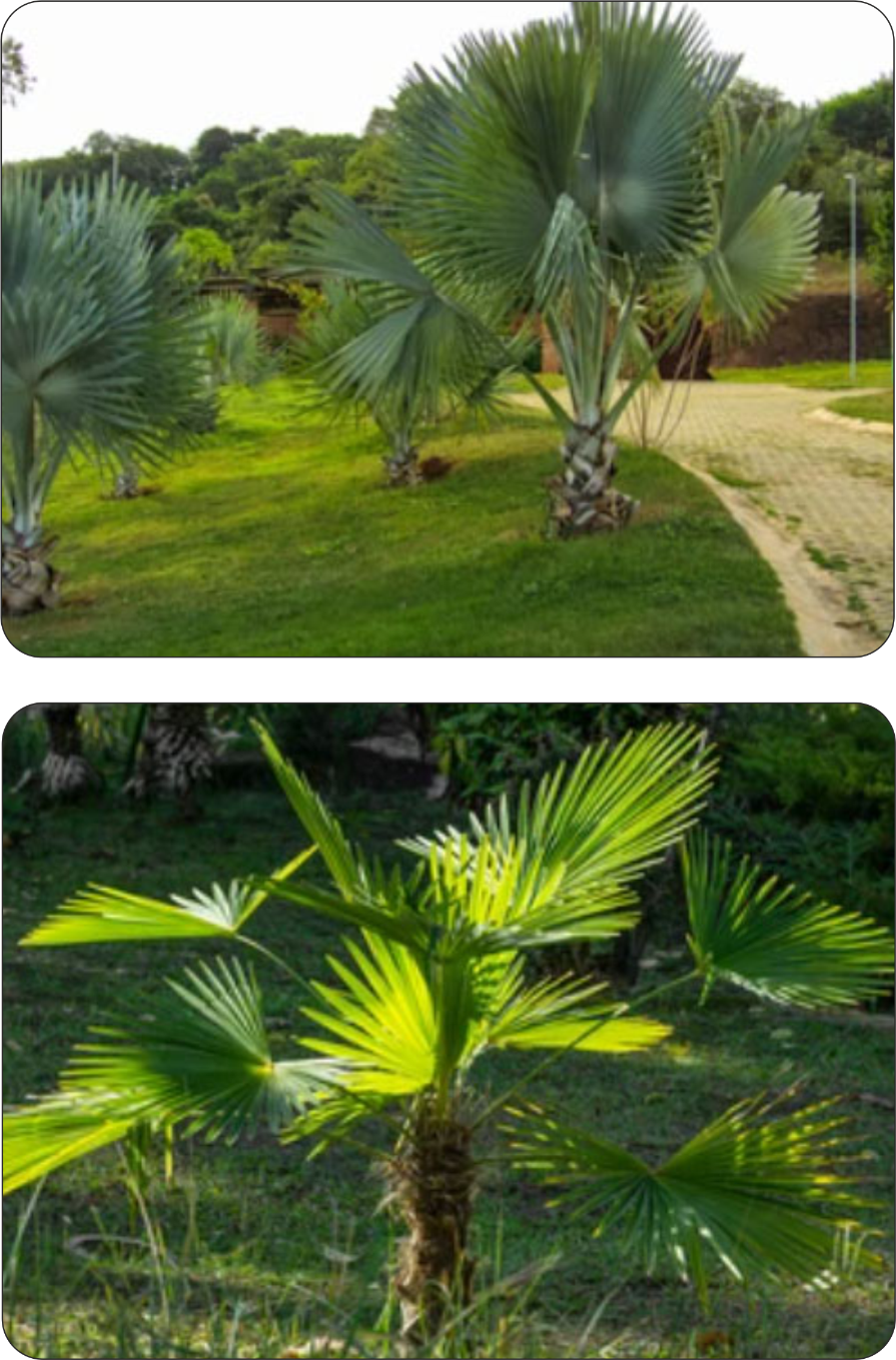 Mrozoodporna palma Trachycarpus fortunei Szorstkowiec Fortunego