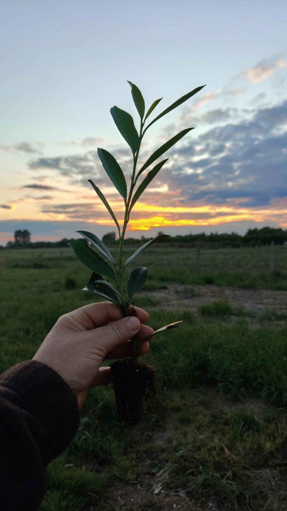 Laurowiśnia Caucasica żywopłot