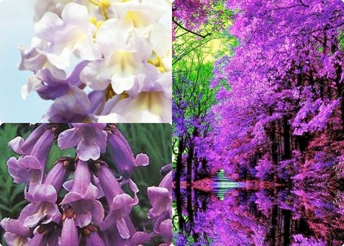 Kwiatostany Paulowni