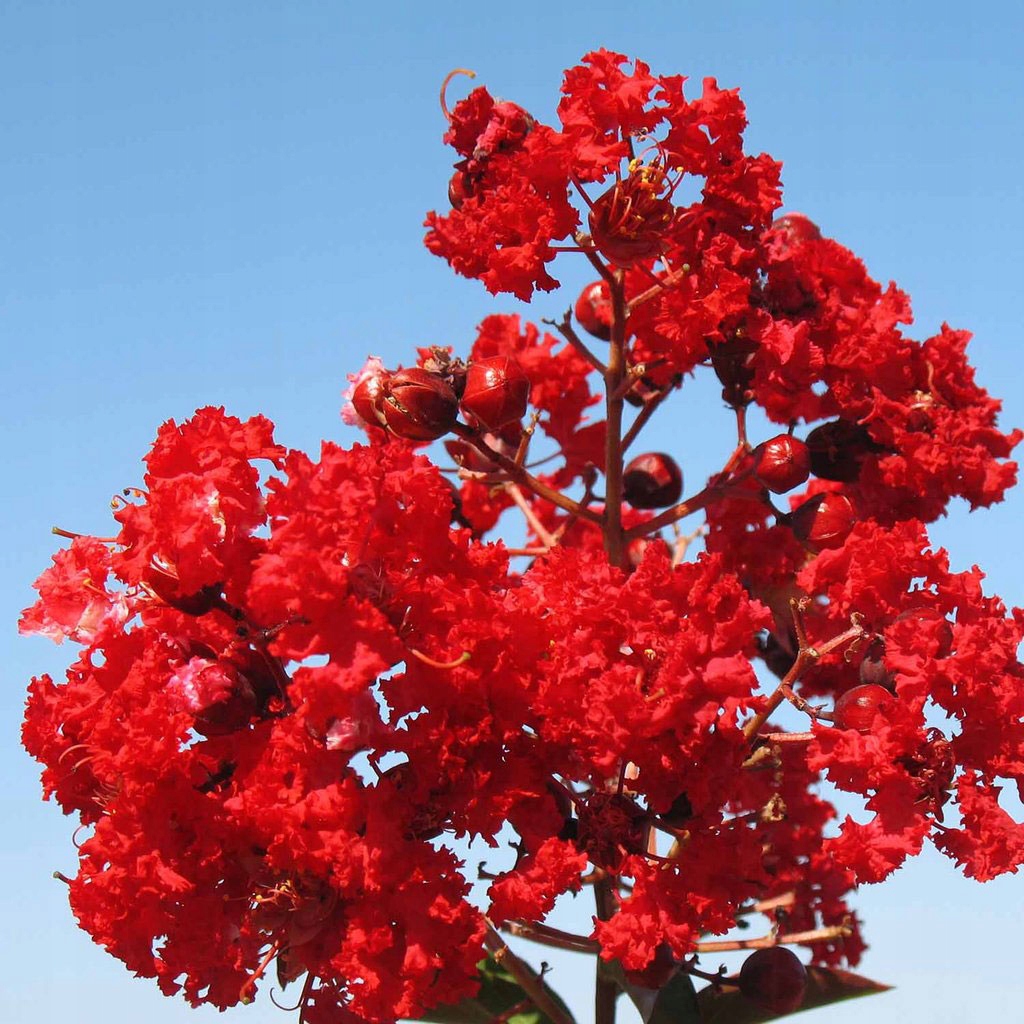 Lagerstroemia Petite Red pokrój