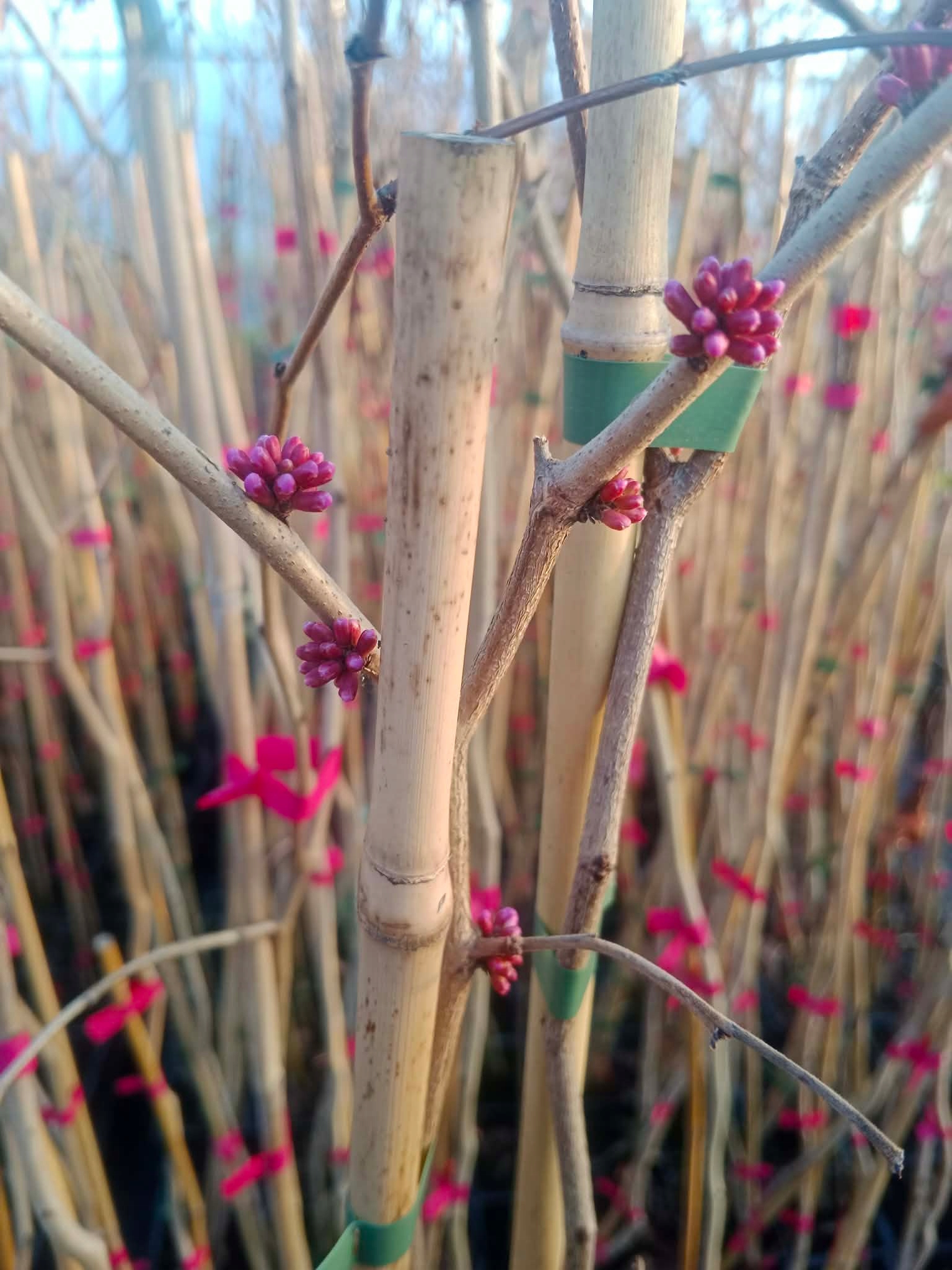 Sadzonka judaszowca 2