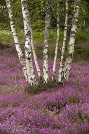 Brzoza w krajobrazie