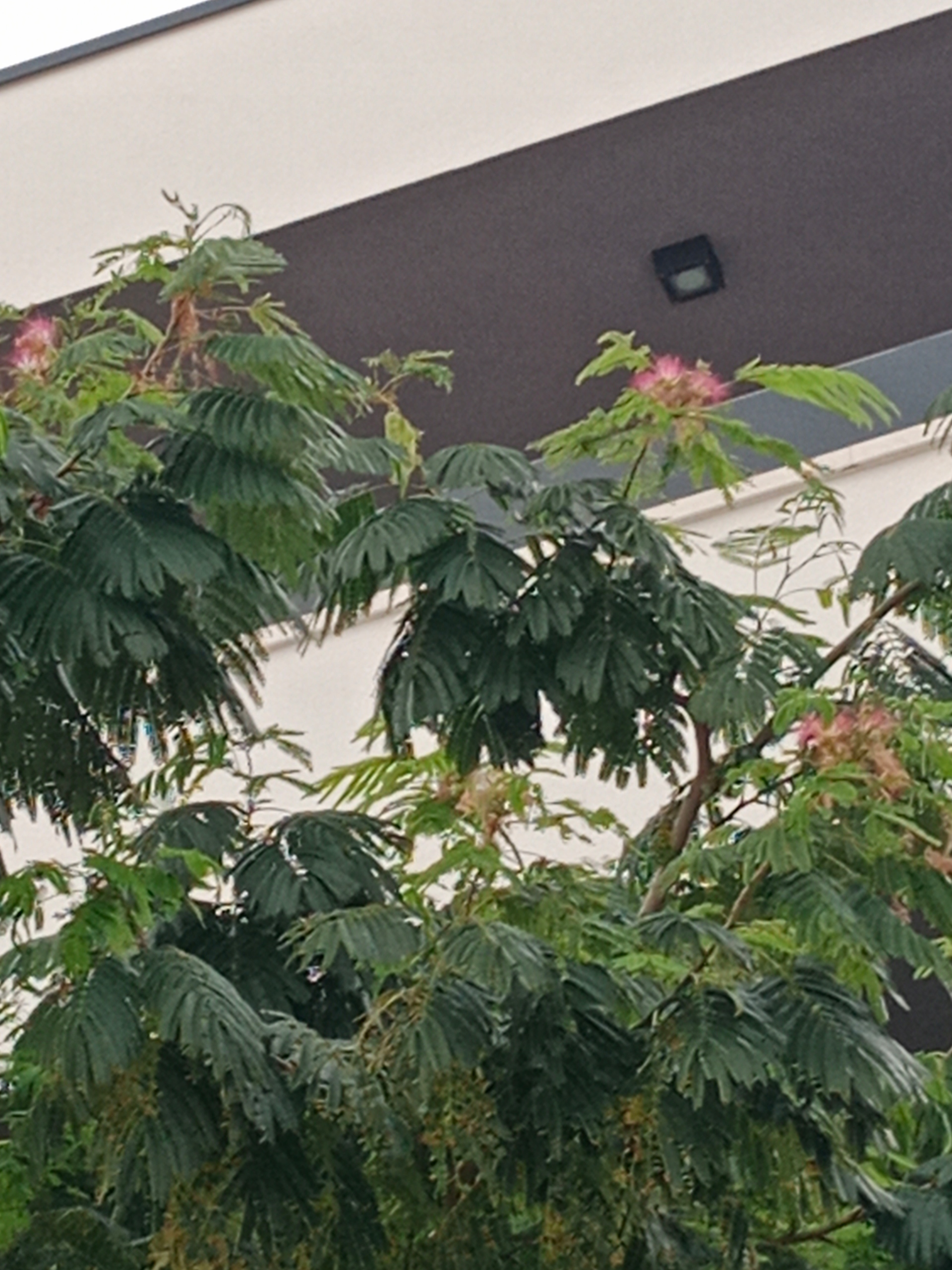 Liście albicji wachlarze