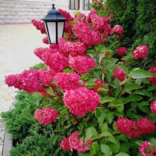 Hortensja w kompozycji ogrodowej