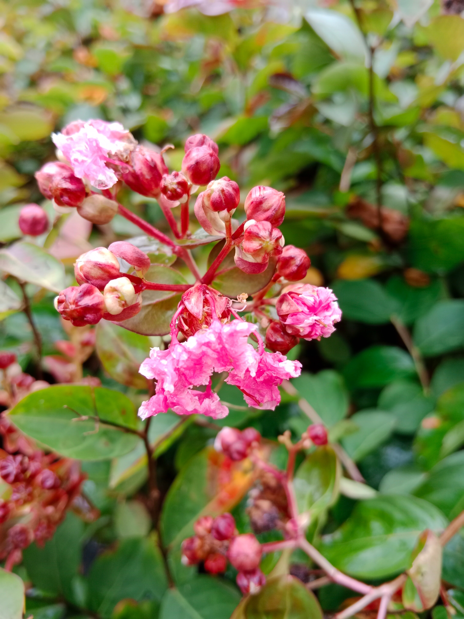 Realne zdjęcie sadzonki w szkółce