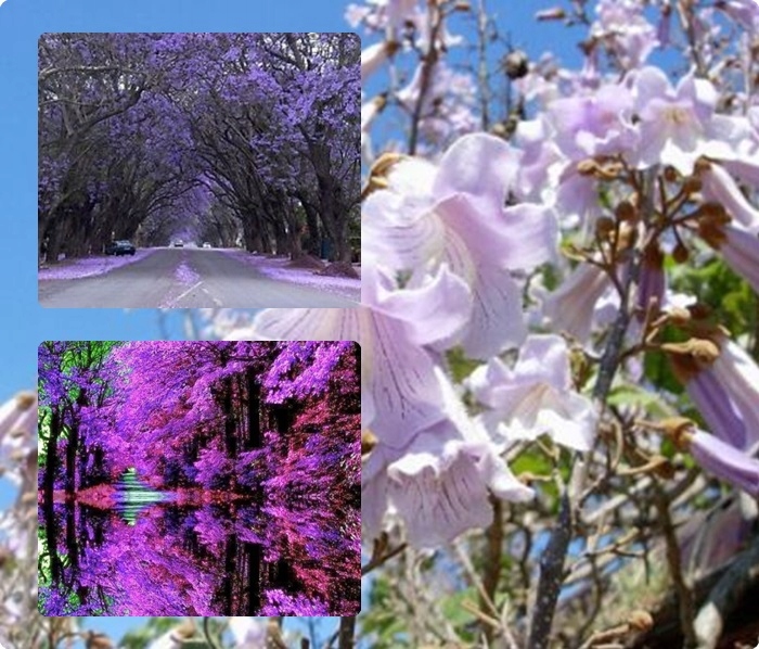 Paulownia kwiaty liliowe