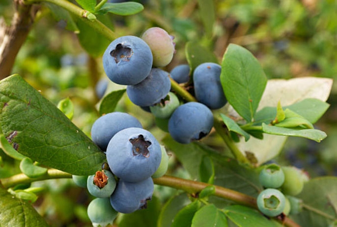 Sadzonka Bluecrop w doniczce