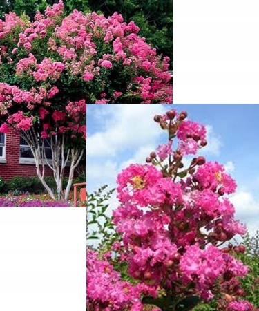 Realna sadzonka Lagerstroemii w szkółce