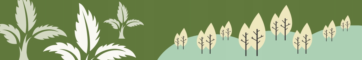 Lagerstroemia Black Diamond Blush