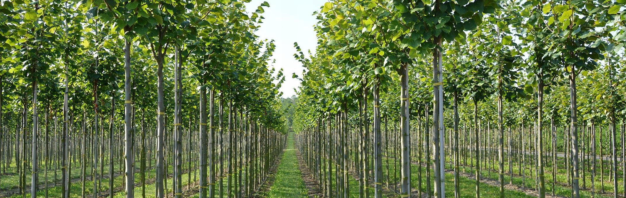 Lipa drobnolistna Tilia cordata duże drzewo