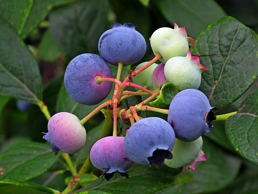 Zbiór borówki Bluecrop