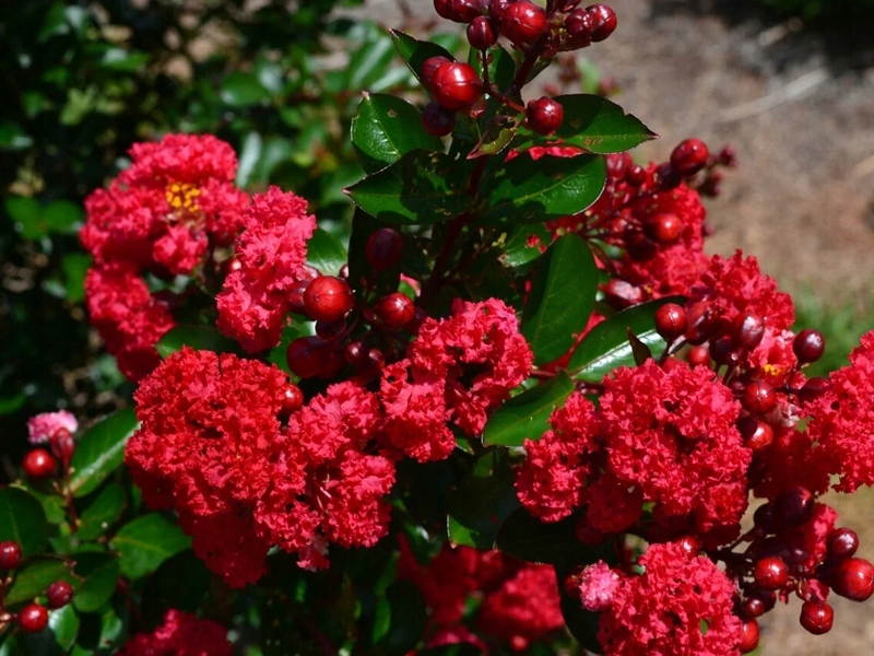 Kwiaty Lagerstroemii Dynamite