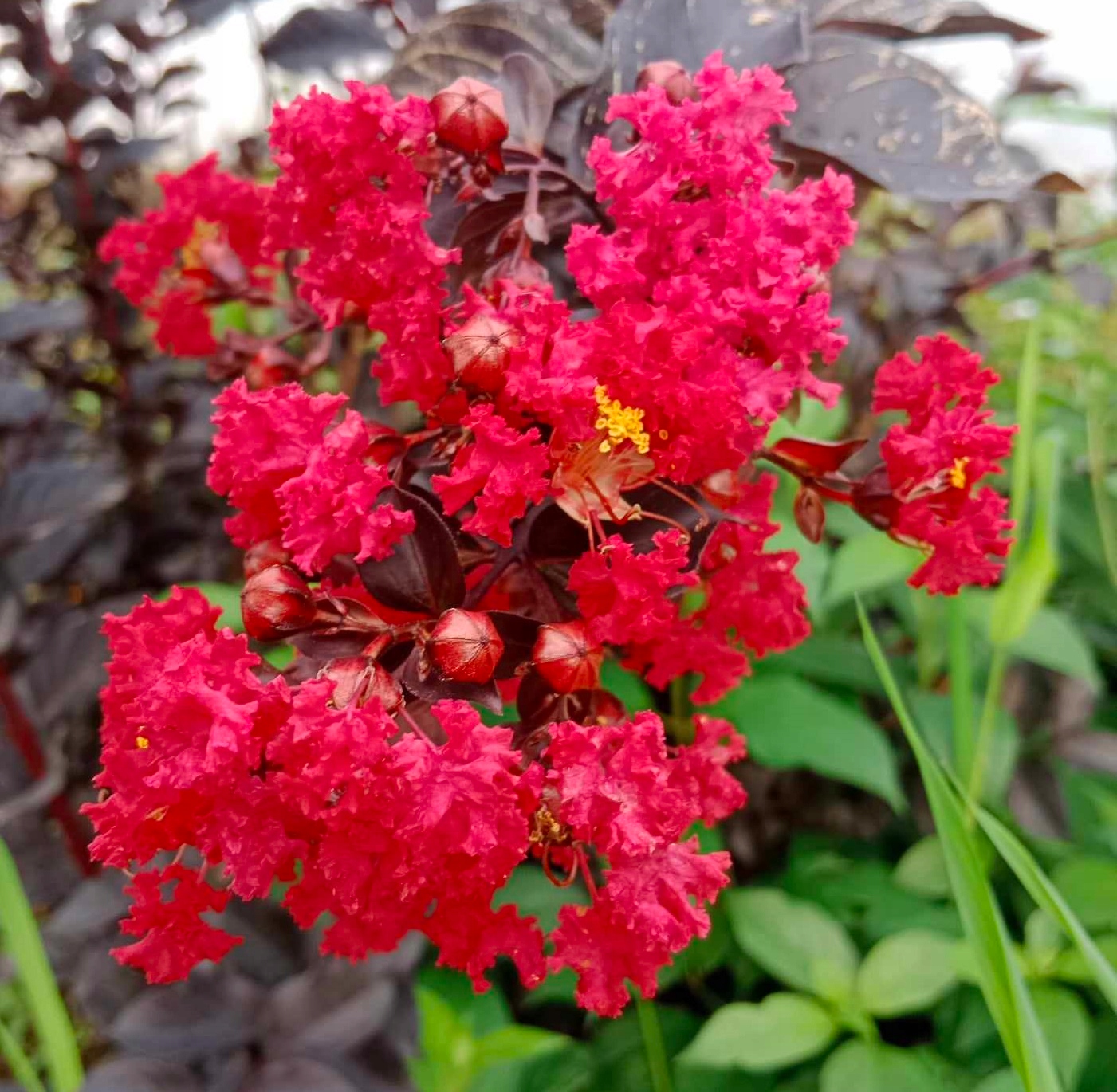 Kwiaty Lagerstroemii Red Imperator