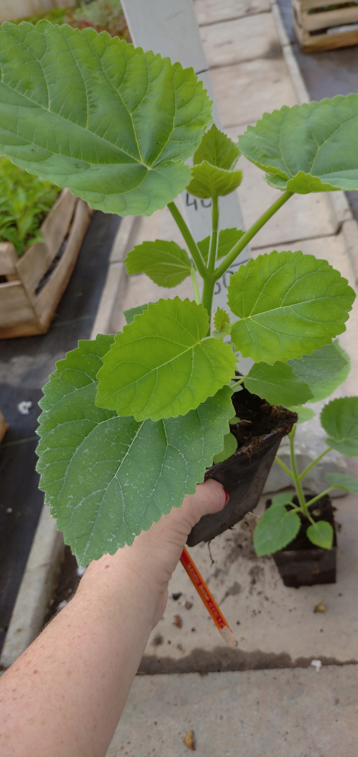 Realna sadzonka Paulowni