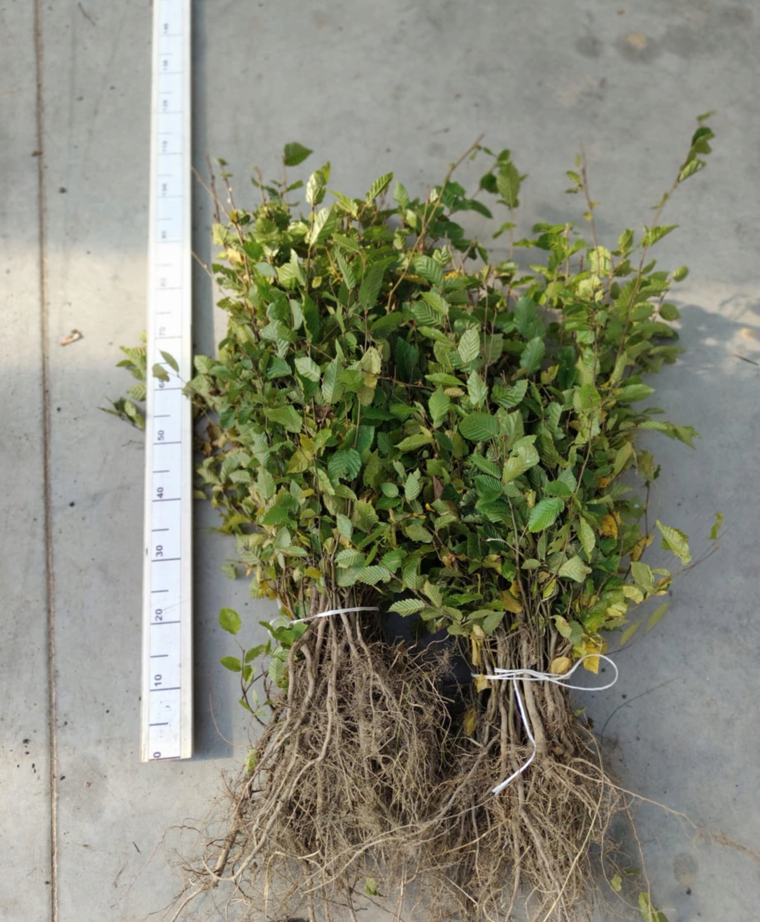 Rzeczywisty wygląd sadzonek