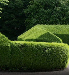 Grab zwyczajny sadzonki