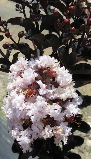 Kwiaty Black Diamond Blush