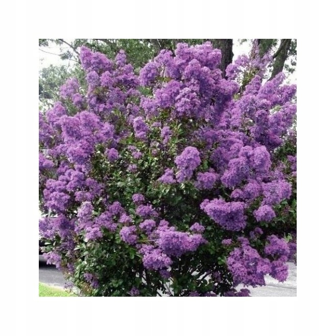 Lagerstroemia Indyjska Petite Orchid fioletowa