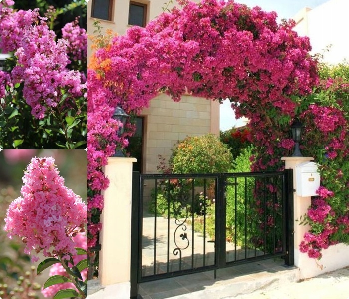 Lagerstroemia na pniu charakterystyka