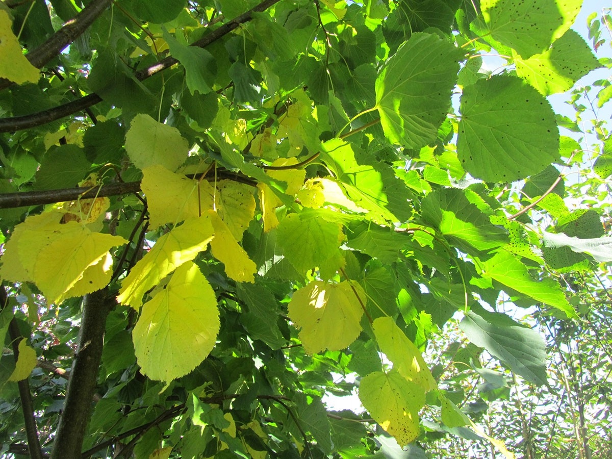 Lipa drobnolistna Tilia cordata sadzonka w doniczce