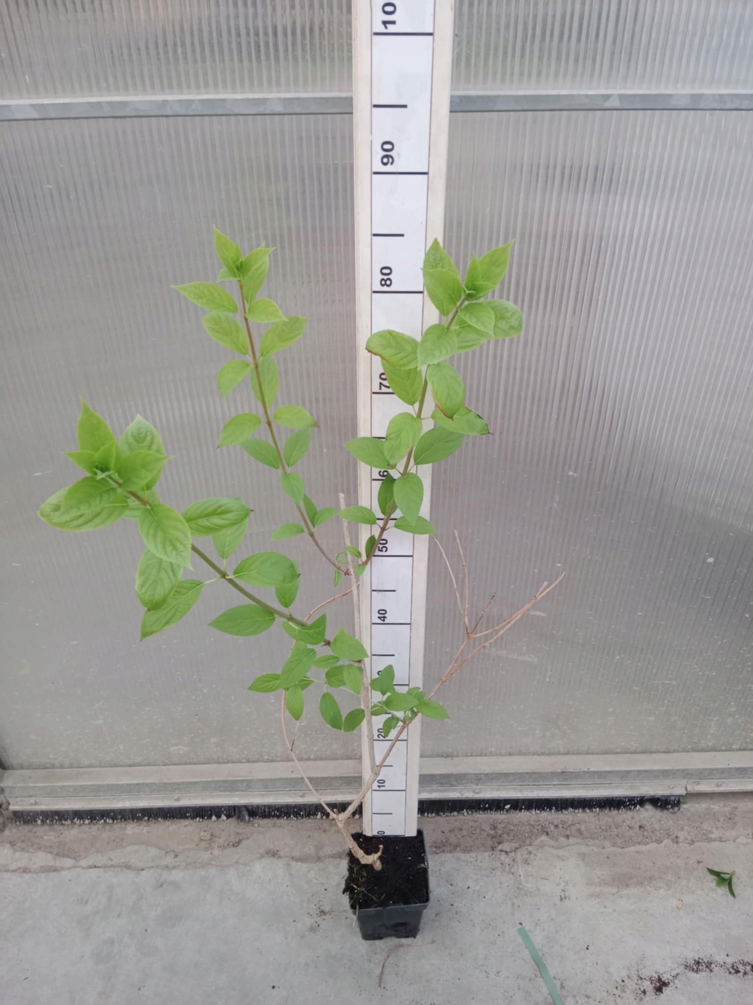 Realne zdjęcie sadzonki hortensji