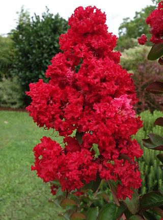 Kwiaty Petite Red czerwone