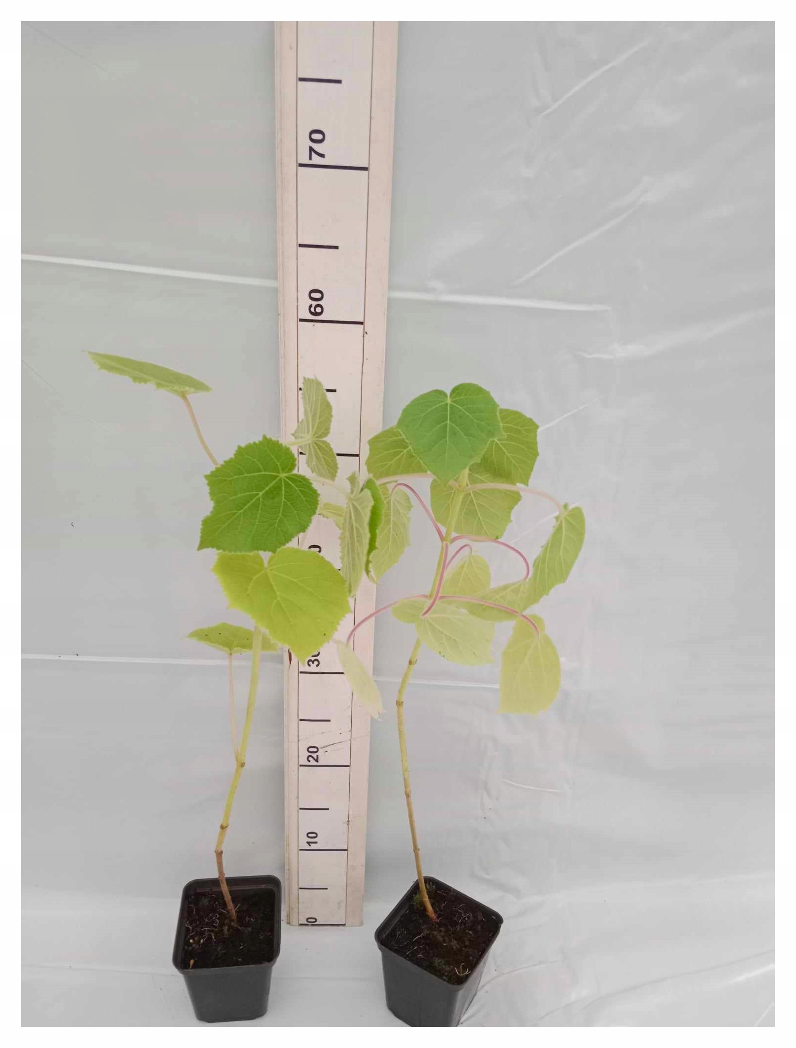 Paulownia kwiaty liliowe